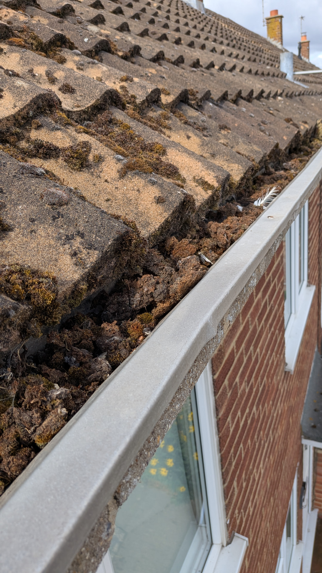 Close-up of a concrete gutter in Thame packed with moss and debris, with moss spilling over the edge onto the roof below